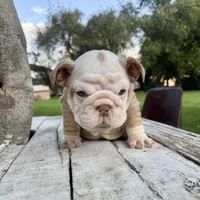 Male, Lilac Tri Merle, a male English Bulldog for sale in Houston, TX – Photo 3 of 10