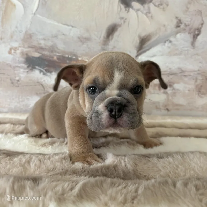 Male, Lilac Tri – English Bulldog puppy for sale in Houston, TX