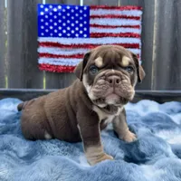 Male, Choco Tri, a male English Bulldog for sale in Houston, TX – Photo 8 of 8