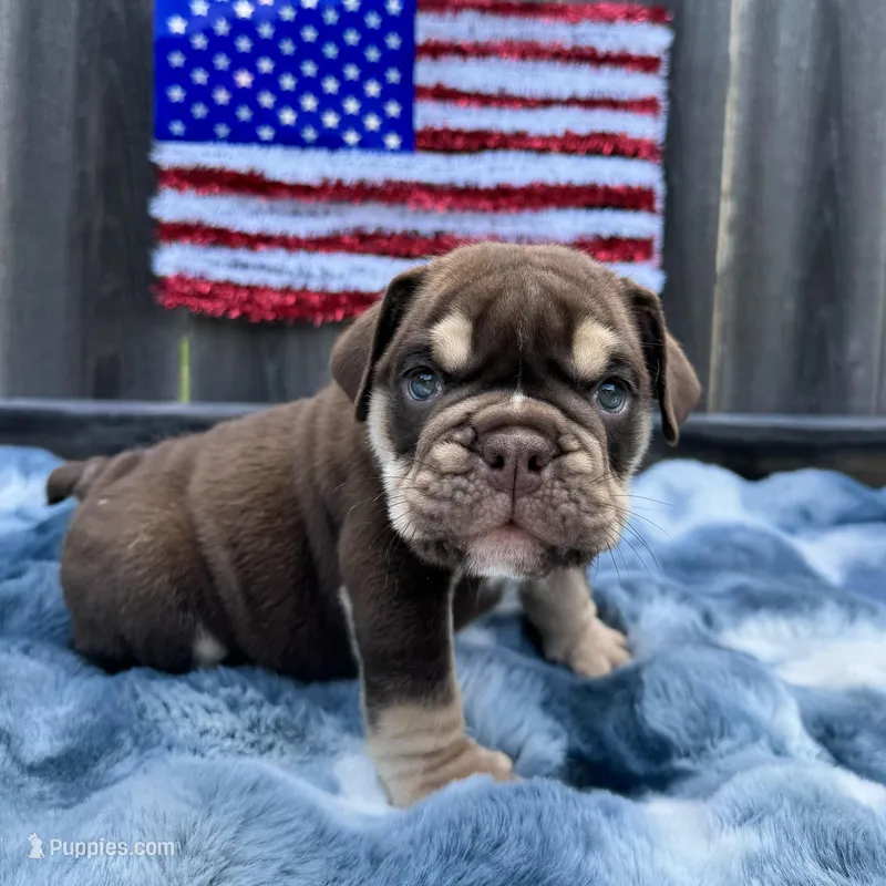 Male, Choco Tri, a male English Bulldog for sale in Houston, TX – Photo 1 of 8
