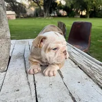 Male, Lilac Tri Merle, a male English Bulldog for sale in Houston, TX – Photo 8 of 10