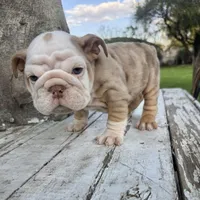 Male, Lilac Tri Merle, a male English Bulldog for sale in Houston, TX – Photo 4 of 10