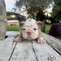 Male, Lilac Tri Merle, a male English Bulldog for sale in Houston, TX – Photo 6 of 10
