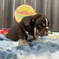 Male, Choco Tri, a male English Bulldog for sale in Houston, TX – 2 of 9