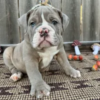 Female, Lilac Tri, a female English Bulldog for sale in Houston, TX – 5 of 6