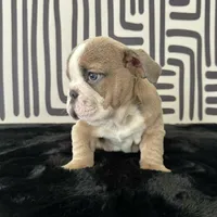 Male, Lilac Tri, a male English Bulldog for sale in Houston, TX – 2 of 8