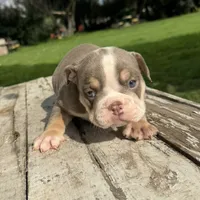 Female, Lilac Tri , a female English Bulldog for sale in Houston, TX – 5 of 6
