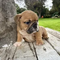 Male, Fawn and White, a male English Bulldog for sale in Houston, TX – 3 of 8