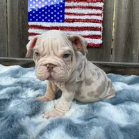 Male, Velvet, a male English Bulldog for sale in Houston, TX – 5 of 9