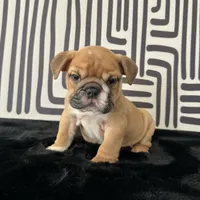 Male, Fawn and White, a male English Bulldog for sale in Houston, TX – 4 of 7