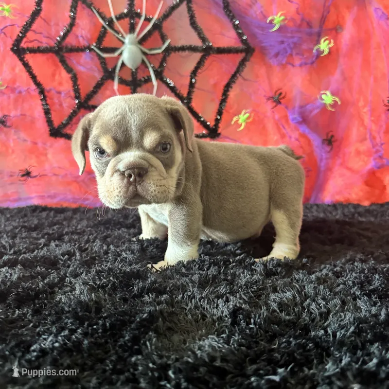Male, Lilac and Tan, a male English Bulldog for sale in Houston, TX – 1 of 6