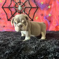 Male, Lilac and Tan, a male English Bulldog for sale in Houston, TX – 1 of 6
