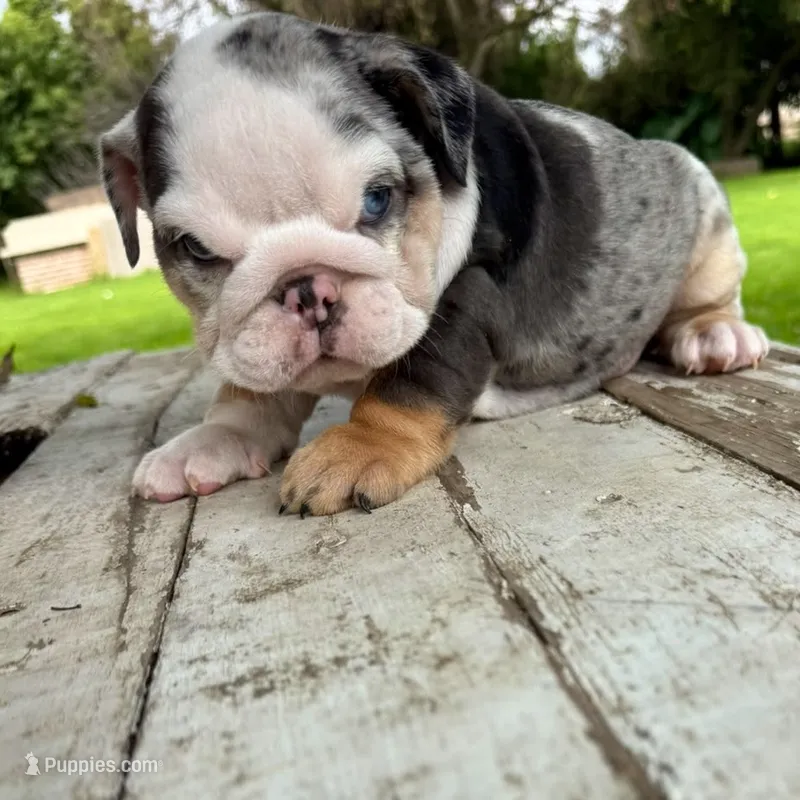 Female, Blue Tri Merle – English Bulldog puppy for sale in Houston, TX