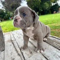 Female , Lilac tri, a female English Bulldog for sale in Houston, TX – 6 of 6