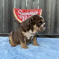 Female, Choco Tri, a female English Bulldog for sale in Houston, TX – 4 of 10