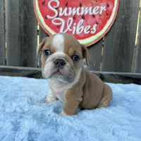 Male, Lilac and Whiteee, a male English Bulldog for sale in Houston, TX – 4 of 9