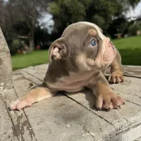 Female, Lilac Tri , a female English Bulldog for sale in Houston, TX – 3 of 6
