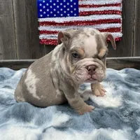 Male, Lilac Tri Merleee, a male English Bulldog for sale in Houston, TX – 7 of 7