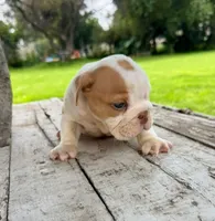 Male, Fawn and White, a male English Bulldog for sale in Houston, TX – 2 of 6