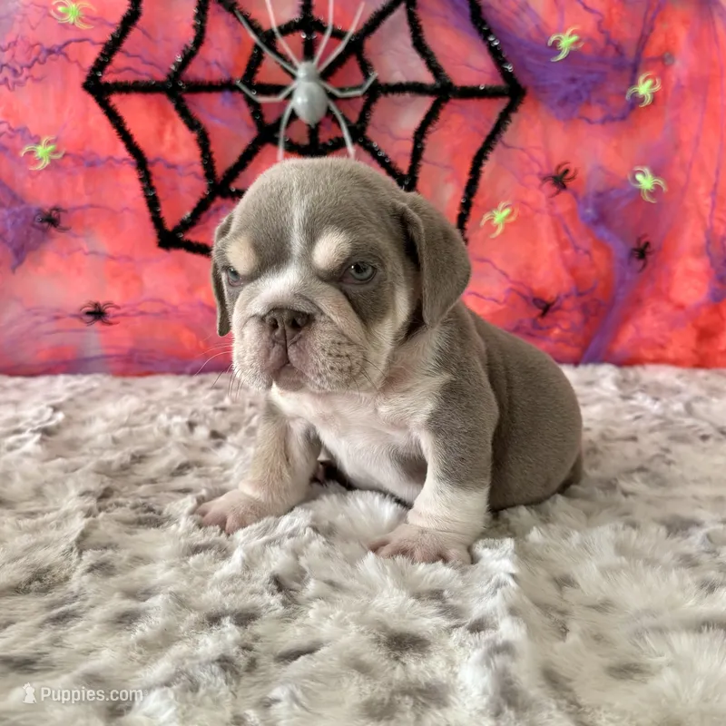 Male, Lilac Tri – English Bulldog puppy for sale in Houston, TX