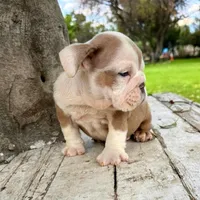 Male, Merle, a male English Bulldog for sale in Houston, TX – 4 of 8