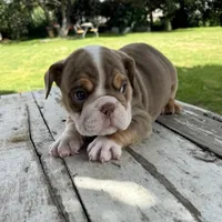 Male, Choco Tri, a male English Bulldog for sale in Houston, TX – 3 of 8