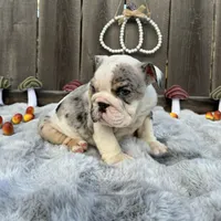 Female, Black Tri Merle, a female English Bulldog for sale in Houston, TX – 5 of 6