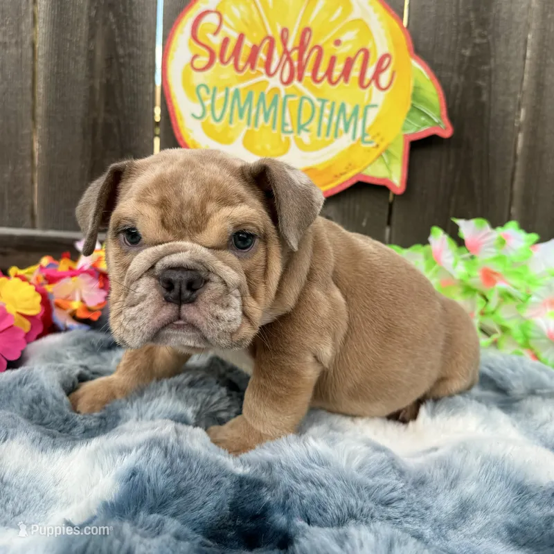 Male, Merle – English Bulldog puppy for sale in Houston, TX