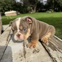 Male, Lilac Tri, a male English Bulldog for sale in Houston, TX – 2 of 7