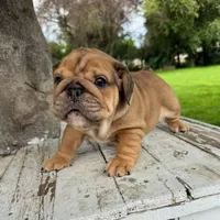 Female, Fawn , a female English Bulldog for sale in Houston, TX – 7 of 8