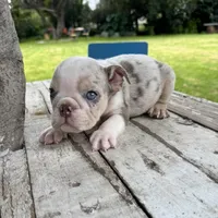Male, Lilac Tri Merle , a male English Bulldog for sale in Houston, TX – 4 of 5