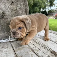 Male, Merle, a male English Bulldog for sale in Houston, TX – 4 of 7