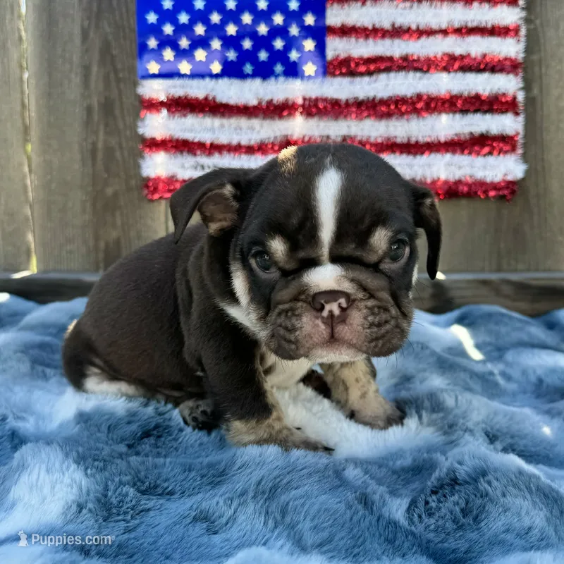 Male, Choco Tri – English Bulldog puppy for sale in Houston, TX