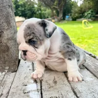 Female, Black  Merle, a female English Bulldog for sale in Houston, TX – 3 of 6