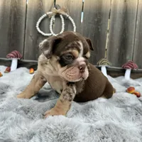 Female, Choco Tri Merle, a female English Bulldog for sale in Houston, TX – 6 of 7