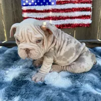 Male, Velvettt, a male English Bulldog for sale in Houston, TX – 4 of 7