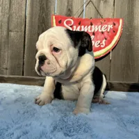 Female, Black and White, a female English Bulldog for sale in Houston, TX – 3 of 8