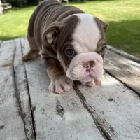 Male, Choco Tri, a male English Bulldog for sale in Houston, TX – 2 of 6
