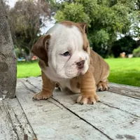 Male, Fawn and White, a male English Bulldog for sale in Houston, TX – 3 of 7