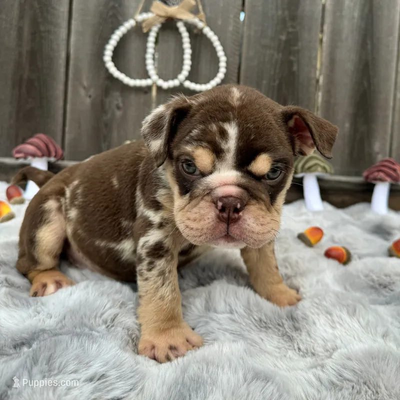 Female, Choco Tri Merle – English Bulldog puppy for sale in Houston, TX