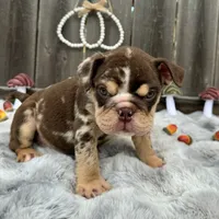 Female, Choco Tri Merle, a female English Bulldog for sale in Houston, TX – 1 of 7