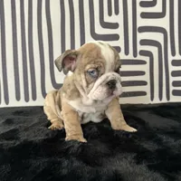 Male, Brindle, a male English Bulldog for sale in Houston, TX – 5 of 9