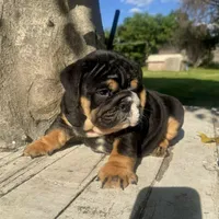 Male, Black Tri , a male English Bulldog for sale in Houston, TX – 8 of 9