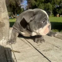 Female, Blue Tri, a female English Bulldog for sale in Houston, TX – 5 of 6