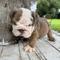 Male, Brown and White, a male English Bulldog for sale in Houston, TX – 7 of 7