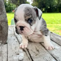 Female, Black  Merle, a female English Bulldog for sale in Houston, TX – 4 of 6
