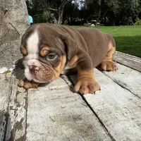 Male, Choco Tri, a male English Bulldog for sale in Houston, TX – 5 of 6
