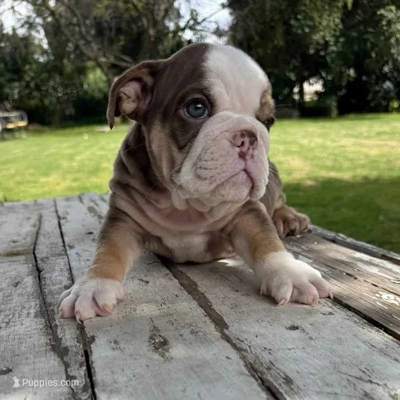 Male, Choco Tri – English Bulldog puppy for sale in Houston, TX