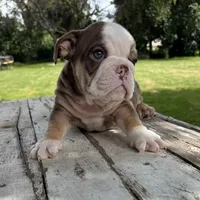 Male, Choco Tri, a male English Bulldog for sale in Houston, TX – 1 of 6