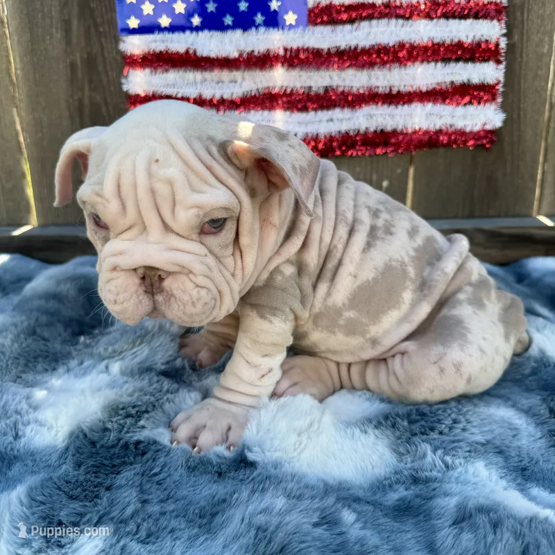 Male, Velvet – English Bulldog puppy for sale in Houston, TX